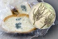 Mouldy bread and close-up view of Penicillium fungi, the causative agent of bread mould
