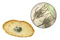 Mouldy bread and close-up view of Penicillium fungi, the causative agent of bread mould