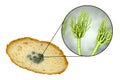 Mouldy bread and close-up view of Penicillium fungi, the causative agent of bread mould