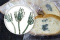 Mouldy bread and close-up view of Penicillium fungi, the causative agent of bread mould