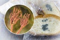 Mouldy bread and close-up view of Penicillium fungi, the causative agent of bread mould