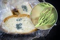 Mouldy bread and close-up view of Penicillium fungi, the causative agent of bread mould