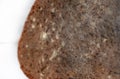 Mouldy bread. Rotten and uneatable. food mildew