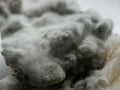 Mouldy food Royalty Free Stock Photo