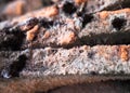 Mouldy moldy bread. Close-up Royalty Free Stock Photo