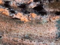 Mouldy moldy bread. Close-up Royalty Free Stock Photo