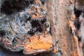 Mouldy moldy bread. Close-up Royalty Free Stock Photo