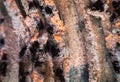 Mouldy moldy bread. Close-up