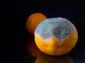 Mouldy Orange Royalty Free Stock Photo