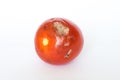 Mouldy Tomato Royalty Free Stock Photo