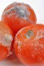 mouldy tomato on a white background Royalty Free Stock Photo