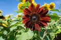 A moulin rogue red sunflower among a field of traditional yellow sunflowers. Vibrant, mid-day sunshine Royalty Free Stock Photo