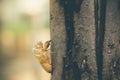 Moult of Cicada attach on a large tree bark in the forest.