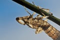 Moulted dragonfly exuviae exoskeleton backlit on stem