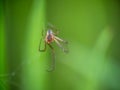 Moulted exoskeleton of a spider, macro. Narrow depth of field with focus on the eyes.