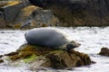 Moulting Atlantic Grey Seal lying on rock