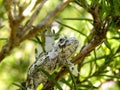 Moulting baby Dwarf Chameleon 2 Royalty Free Stock Photo