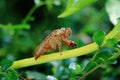 Moulting of cicada