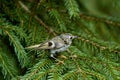 Moulting Goldcrest at firtree