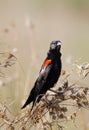 Moulting long-tailed Widowbird