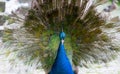 Moulting peacock Royalty Free Stock Photo