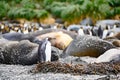 Molting penguin and a great many feathers at ground and on skin of skinning elephant seals - Mirounga leonina -