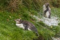 Moulting penguins