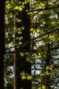 Moulton Falls Regional Park in Yacolt, Washington