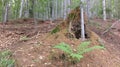 Mound of ant nest in beech forest Royalty Free Stock Photo