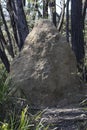 Mound Building Termite nest Royalty Free Stock Photo