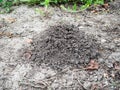 Mound of earth dug by mole in garden Royalty Free Stock Photo