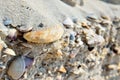 Mound of shells, stones and sand on the seashore Royalty Free Stock Photo