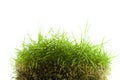 Mound of zoysia wet grass