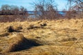 Mounds of beach grass during wintertime in Plum Island, Massachusetts