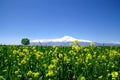 Mount Ararat Royalty Free Stock Photo