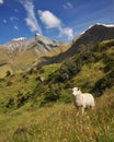 Mount Aspiring National Park Royalty Free Stock Photo