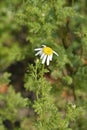 Mount Atlas Daisy Royalty Free Stock Photo
