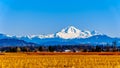 Mount Baker, a dormant volcano in Washington State viewed from the Blueberry Fields of Glen Valley near Abbotsford BC, Canada