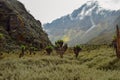 Mount Baker in the Rwenzori Mountains National Park, Kasese District, Uganda