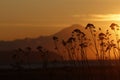 Mount Baker and silhouetted flowers at sunrise