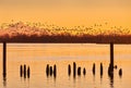 Mount Baker Snow Geese at Sunrise Royalty Free Stock Photo