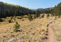 Mount Baldy Wilderness Trail, Arizona Royalty Free Stock Photo