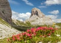 Mount Becco di Mezzodi and red colored mountain flowers