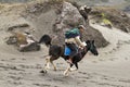 MOUNT BROMO HORSE