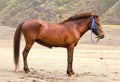 MOUNT BROMO HORSE