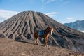 Mount Bromo with a Local Horse