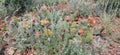 Mount Capulin Cactus Flowers