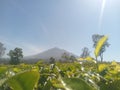 Mount Cikuray and tea gardens
