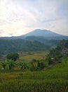 Mount ciremai and rice fields in Bantaragung Majalengka Royalty Free Stock Photo