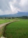 Mount Ciremai, Setianegara village, rice fields